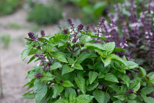Green and violet basil plants in blossom. Basil blooms in the garden. Growing fresh spices. Aromatic herbs. Ocimum basilicum Magic Blue.