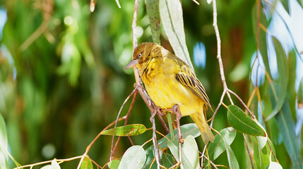 Tree, bird and safari environment or nature with Cape Weaver in forest, habitat and ecology....