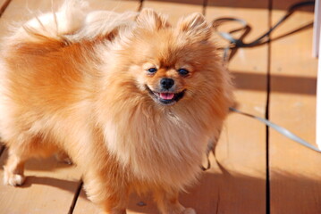 Smile of dog pomeranian spitz. Portrait pomeranian smiling dog. Cute fluffy pomeranian dog with smile on face on ship deck. Pomeranian smiling dog looking on you with love during his trip.