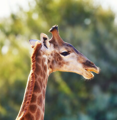 Giraffe, wildlife and green tree in Africa for nature, bush or landscape with plants, field and environment. Indigenous animal, outdoor and tropical summer location for Serengeti National Park