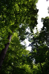 forest in the morning