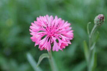 Pink Cornflower Herb or bachelor button flower olso known as hurtsickle. Summer wildflower cornflower in rays of sun. Cornflower bud in blurred green field background. Colorful cornflower as wallpaper