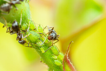 アリとアブラムシの共存