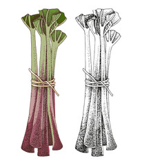Hand drawn rhubarb vector illustration