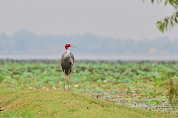 Eastern Sarus Crane, Antigone antigone sharpii in sarus crane reintroduction project Thailand.
