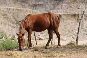 
Brown mare with white star on her forehead. Lucero horse grazing on rural farm with mountains in the background and copy space.  Farm animal. Equine.