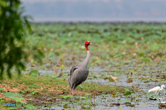 Eastern Sarus Crane, Antigone antigone sharpii in sarus crane reintroduction project Thailand.