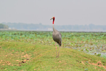 Fototapeta premium Eastern Sarus Crane, Antigone antigone sharpii in sarus crane reintroduction project Thailand.