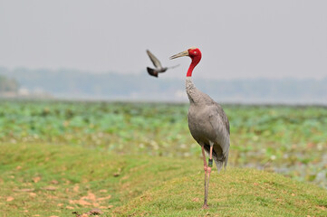 Eastern Sarus Crane, Antigone antigone sharpii in sarus crane reintroduction project Thailand.
