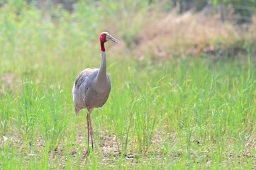 Eastern Sarus Crane, Antigone antigone sharpii in sarus crane reintroduction project Thailand.