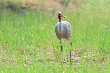 Eastern Sarus Crane, Antigone antigone sharpii in sarus crane reintroduction project Thailand.