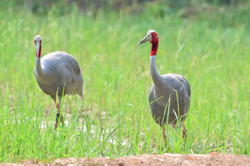 Eastern Sarus Crane, Antigone antigone sharpii in sarus crane reintroduction project Thailand.