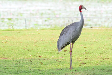 Eastern Sarus Crane, Antigone antigone sharpii in sarus crane reintroduction project Thailand.