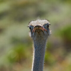 Travel, ostrich and animal in field for natural habitat, wildlife conservation or holiday...