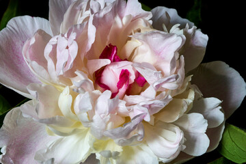 peony flower stands in a vase on a black background