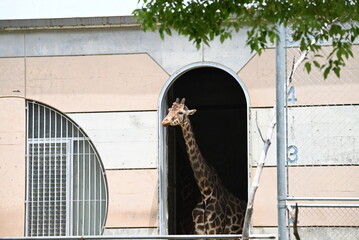 キリン舎から外を眺めるキリン