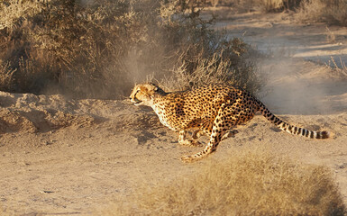 Fast, cheetah and running by nature or bush in wildlife, natural and game reserve for tourism. Indigenous animal in action for hunting and predator behavior in environment or safari, South Africa