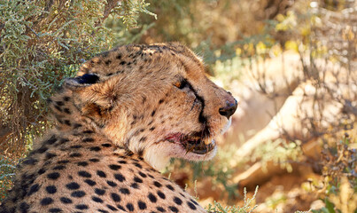 Cheetah, wildlife and lying with tree in natural habitat or resting with spotted pattern in nature....