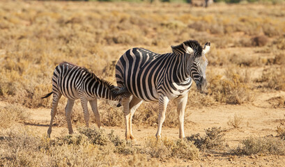 Zebra, wildlife and safari with foal in natural habitat or savannah with black and white stripes in nature. Outdoor mammal, stallion or baby mare standing on field, grass or open land in wilderness