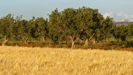 Oliveraie et champ de blé en Tunisie