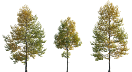 Autumn Tilia cordata set street trees medium and small partly yellow isolated png on a transparent background premium cutout (Small-leaved linden, European linden)