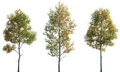 Autumn Tilia cordata set street trees medium and small partly yellow isolated png on a transparent background perfectly cutout (Small-leaved linden, European linden)