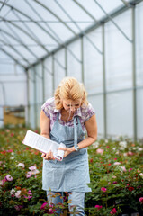 Women working in the flower greenhouse selecting roses for pollination to create a new variety.