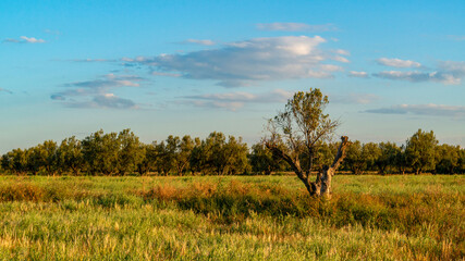 Obraz premium Oliveraie en Tunisie