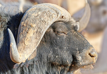 Buffalo face, nature and safari in Africa for conservation with animal in environment or habitat. Bison, game reserve or horns and wildlife with indigenous fauna outdoor for natural sustainability