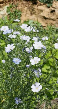 Linum perenne |  Perennial flax or Blue flax 'Nanum Saphir'  A bushy mound of  matt-green linear to lanceolate leaves needle-shaped and sky-blue flowers cup-shaped on wiry stems
