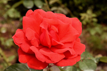 愛の花、赤いバラのクローズアップ