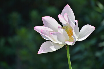 夏の朝の風景、清らかな蓮の花