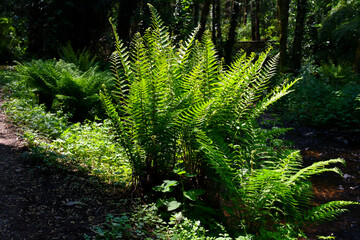 Fototapeta premium Lush green ferns growing by stream in shade of forest trees, sheltered from sunlight the foliage and colours are beautiful and varied.