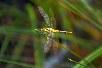  草の先にとまる黄色いトンボ © Masaru Masuda
