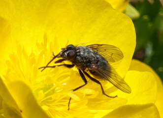 Detail of a fly sitting on a yellow flower