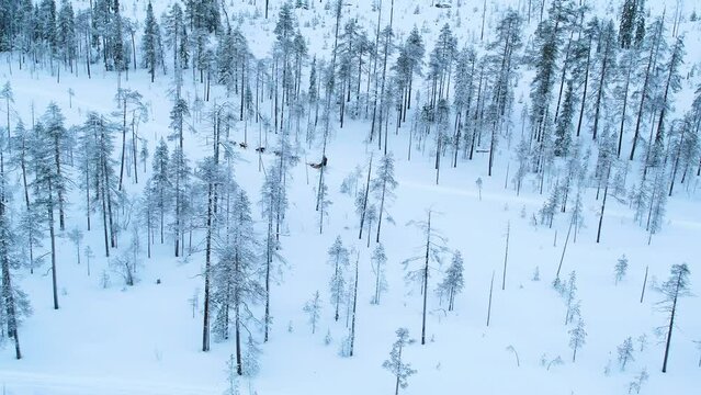 Aerial of dog sled riding through winter forest in Finland on a cloudy day
