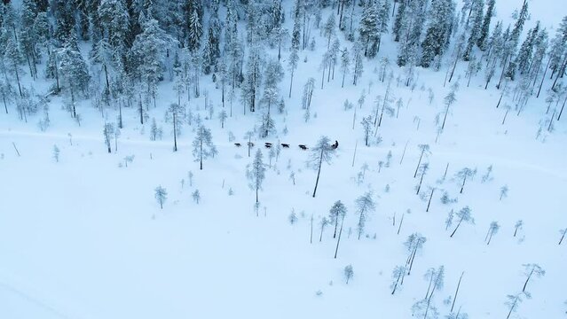 Aerial of dog sled riding through winter forest in Finland