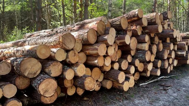 Pile pine tree logs in forest. Stacks of cut wood. Wood logs, timber logging, forest destruction. Forests illegal Disappearing. Environmetal and ecology, deforestation. Pile felled trees. Pine Lumber
