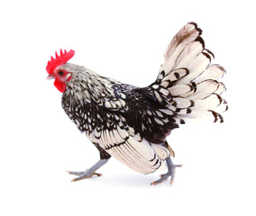 chickens