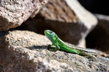 Zauneidechse ( Lacerta agilis ).