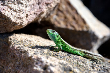 Zauneidechse ( Lacerta agilis ).