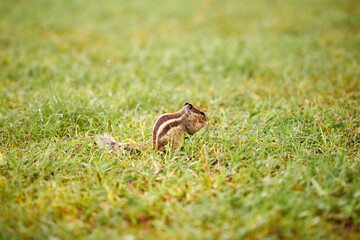 Charming little chipmunk sitting on green grass lawn and eats nuts, fluffy tailed tiny park dweller...