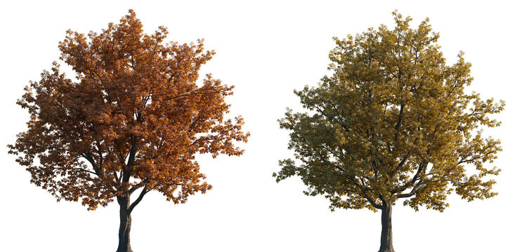 Quercus rubra frontal set of (northern red oak) large  red trees autumn isolated png on a transparent background premium cutout sunny lighting