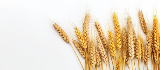 Fototapeta premium A copy space image with golden ripe ears of wheat set against a white isolated backdrop