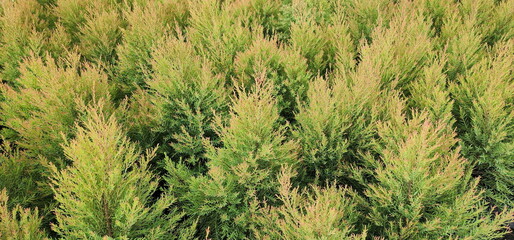 Background image of Fragrant pine has reddish-brown young leaves. The leaf texture is quite thick and hard. Old green leaves are lance-shaped and fragrant. Juniperus sp. Plant can repel mosquitoes.
