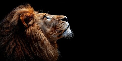Fototapeta premium Powerful Lion in Contemplative Profile Set Against Dramatic Dark Background