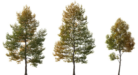 Obraz premium Autumn Tilia cordata set street trees medium and small partly yellow cloudy light isolated png on a transparent background premium cutout (Small-leaved linden, European linden)