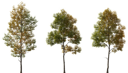 Autumn Tilia cordata set street trees medium and small partly yellow cloudy light isolated png on a transparent background premium cutout (Small-leaved linden, European linden)