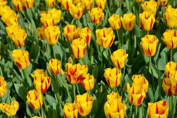 Tulip Washington flowers