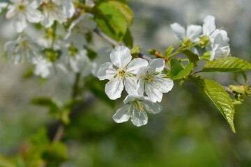 Sweet cherry branch with flowers
